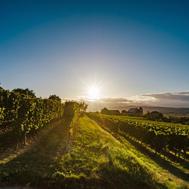 Vigne paysage alsacien