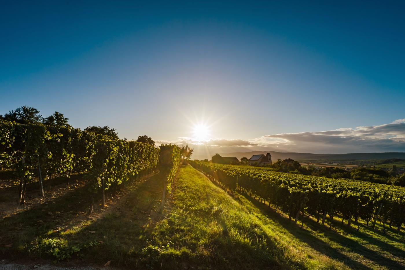 Vigne paysage alsacien