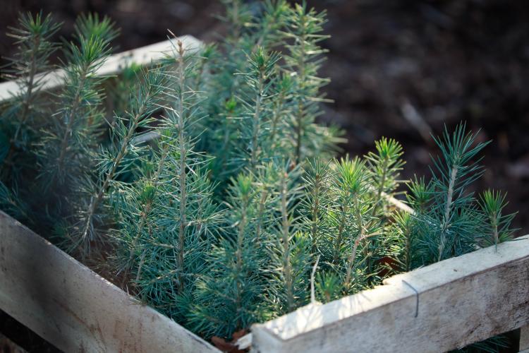 Sapins plantés 