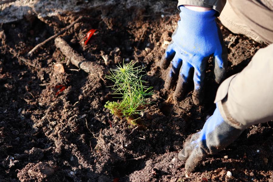 Arbre entrain d'être planté