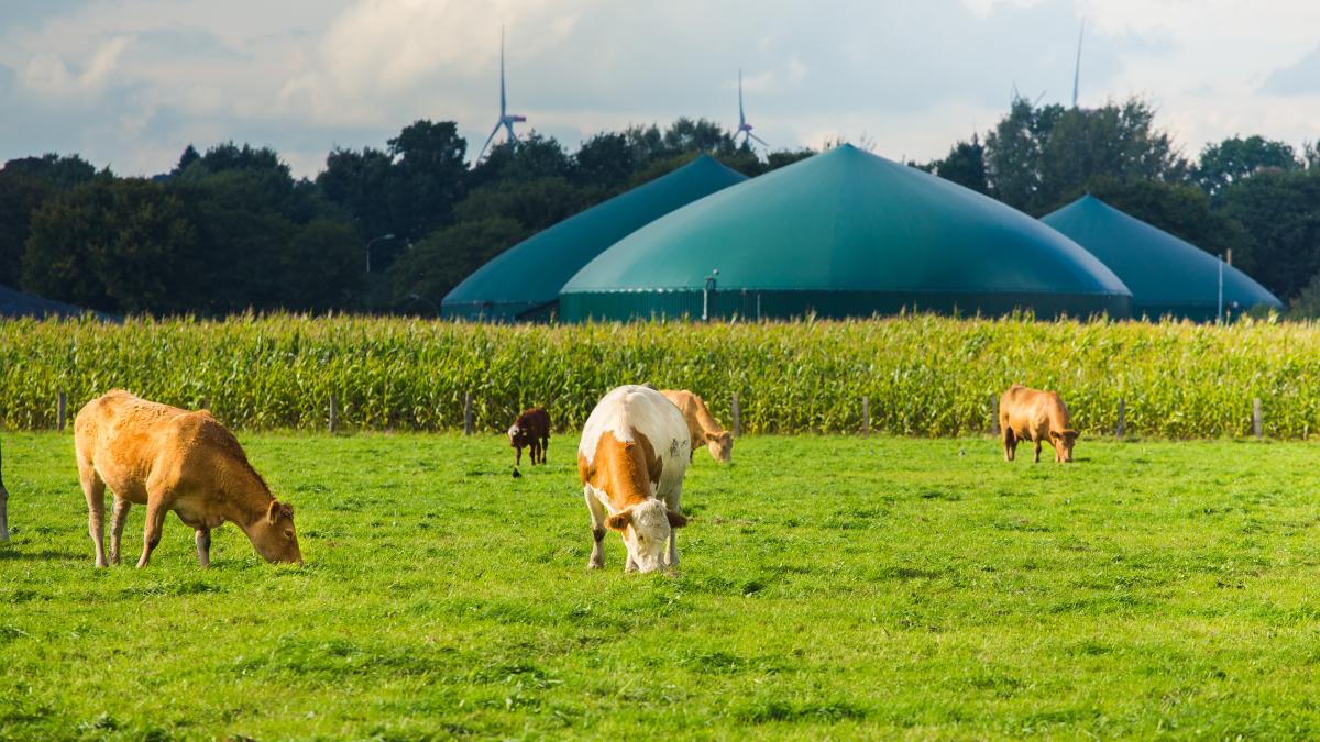 biogaz fermentation